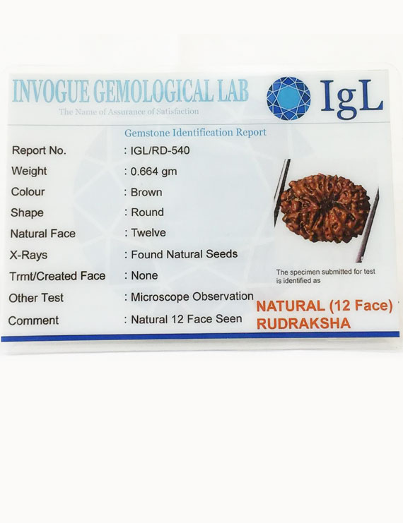 12 Mukhi Certified Indonesian Rudraksha Size- 14 mm